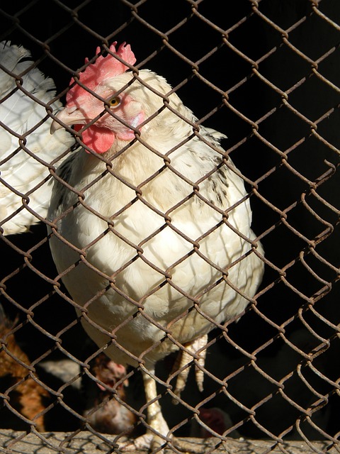 篮球篮网交易传闻不断，管理层保持沉默