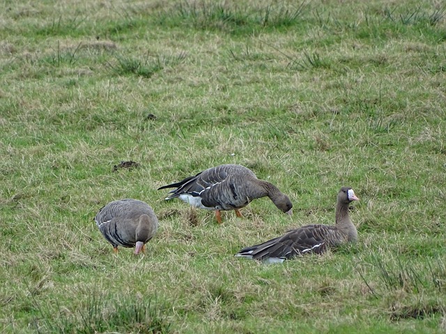 女足热身两连败！马德兴：若主教练不下课，明年亚洲杯或惨败
